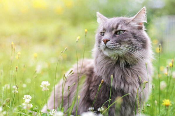 Katze auf der Wiese