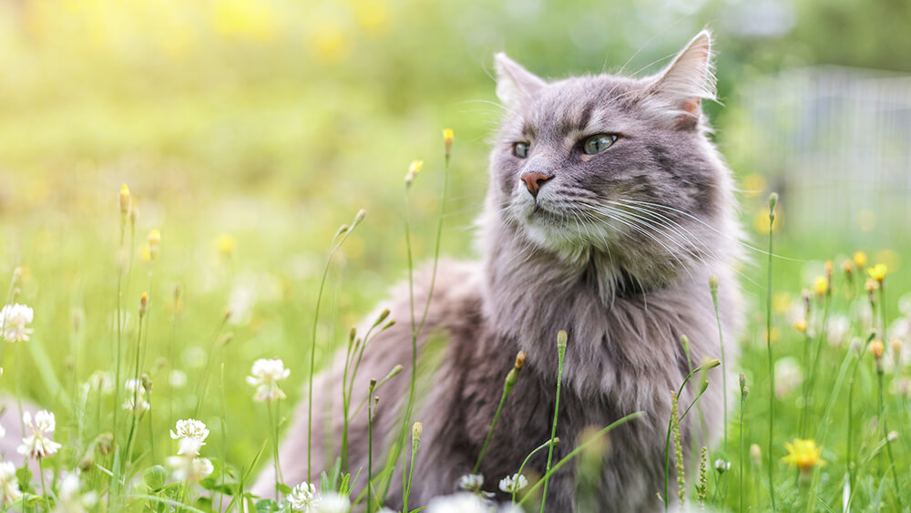 Katze auf der Wiese