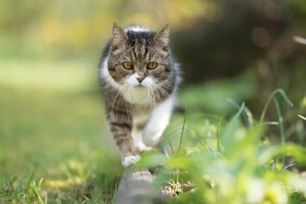 Katze im Garten