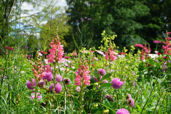 Wildblumen