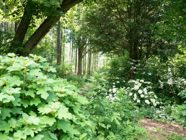 Waldgarten Sträucher