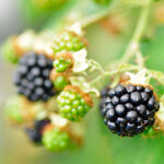 Brombeeren