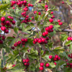 Weißdornbeeren