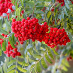 Vogelbeeren