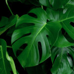 Monstera