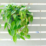 Kletter-Philodendron